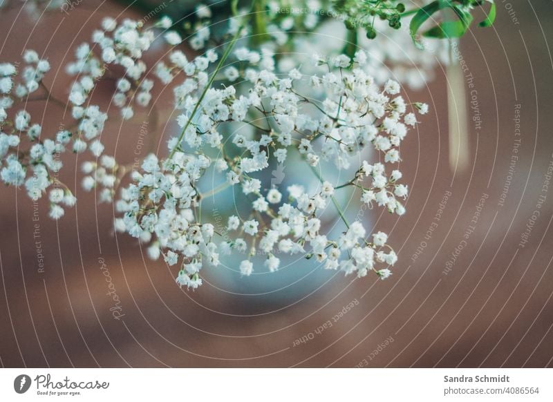 gypsophila Baby's-breath blurred background fuzzy depth White Brown Table Wood Green Bouquet