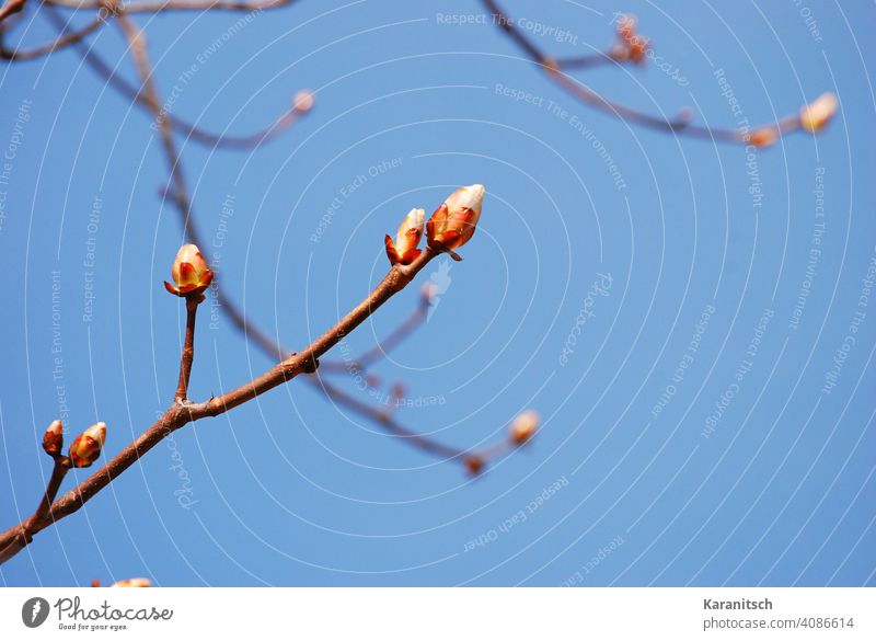 The first buds appear on the bushes. Spring Expel Growth spring awakening Twig Tree wax Life Warmth background Sky Blue cloudless.