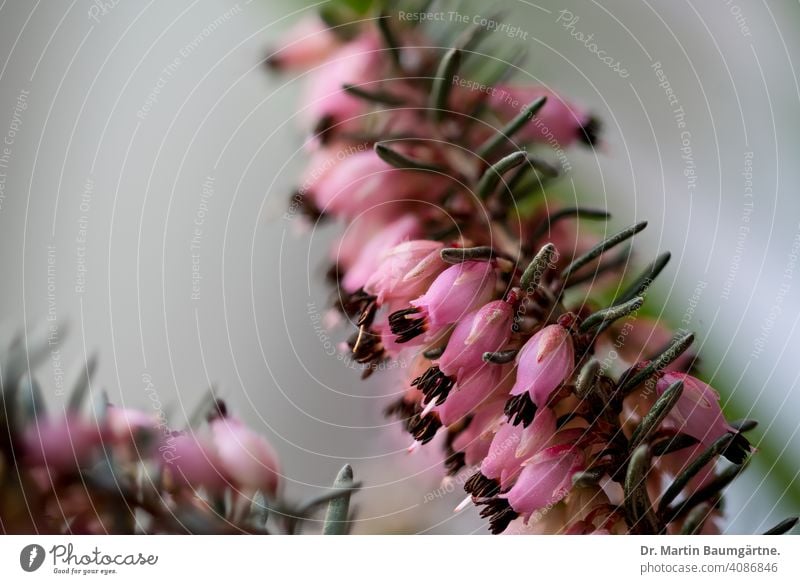 Erica x darleyensis, erica hybrid between E. carnea and E. erigena Ericahybrid Ericaceae Hybrids winter flowering plants hardy blossoms shrub Blossoming