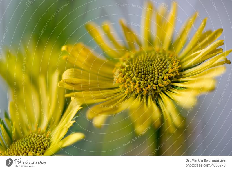 Doronicum caucasicum (syn. Doronicum orientale), the spring daisy or chamois root Spring daisy asteraceae composite Flower inflorescence shrub Yellow hardy