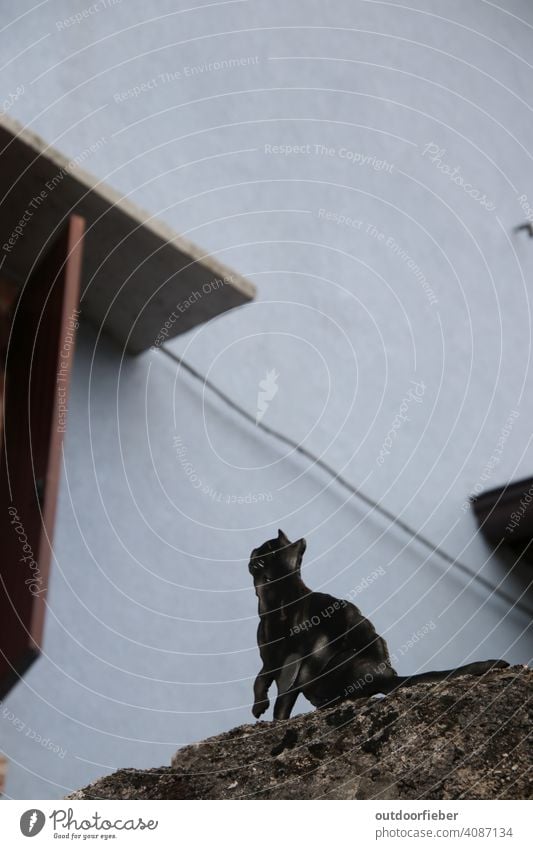 A wooden cat looking up - Street details on Lake Garda Cat Blue Black cat street art One animal feline sedentary