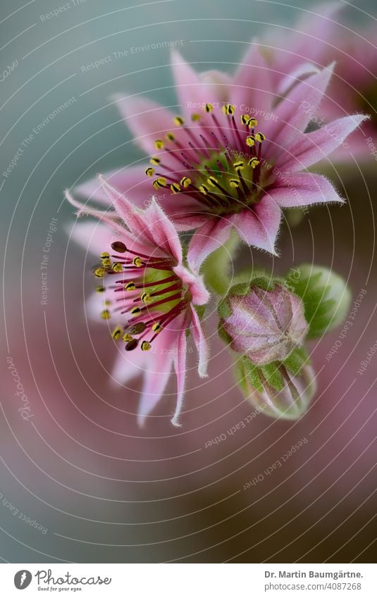 Flowering Sempervivum arachnoideum houseleek Blossom Blossoming Close-up thickleaf plants succulent perennial Alpine crassulaceae