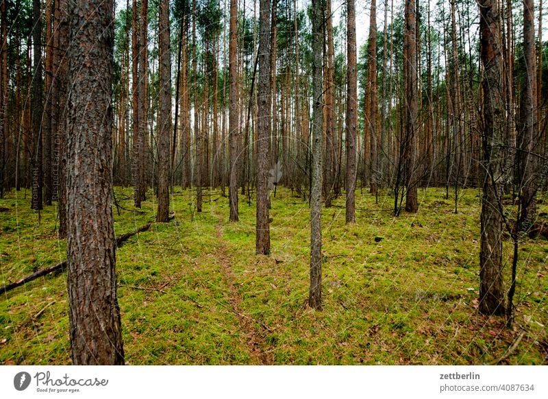 Forest in Rüdnitz Tree Germany Twilight Closing time Coniferous trees Coniferous forest Nature Park city park Copy Space Hiking hike high forest Jawbone pines