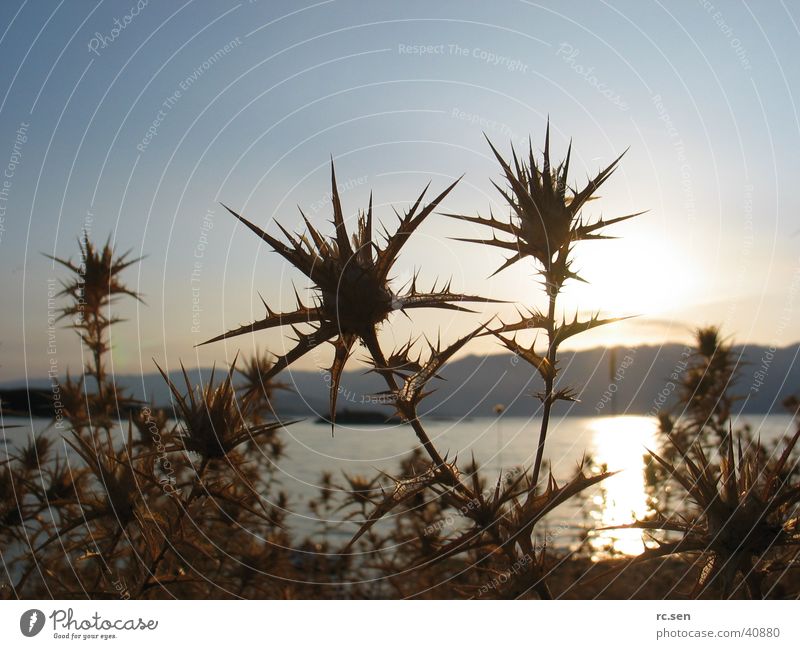 morning thistle Thistle Back-light Sunrise Ocean Romance Morning