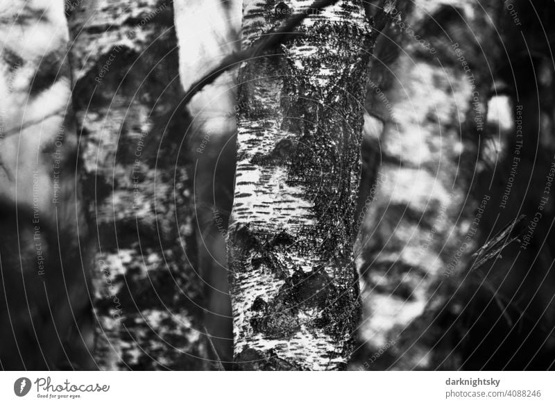 Group of birch trees with classic structure and colouring of the bark birches group black-and-white country rural Nature Environment classical motif Christmas