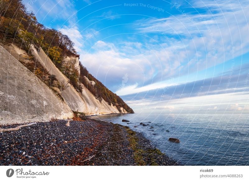 Baltic Sea coast on the island of Moen in Denmark monk Ocean Mons Klint Autumn Baltic coast Landscape Nature stones Rock Beach trees steep coast vacation voyage