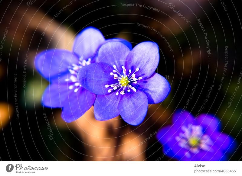 2021_03_13 Anemone Hepatica _1 nature plant blue blossom flora flower blooming liverwort closeup beautiful spring forest anemone springtime anemone hepatica