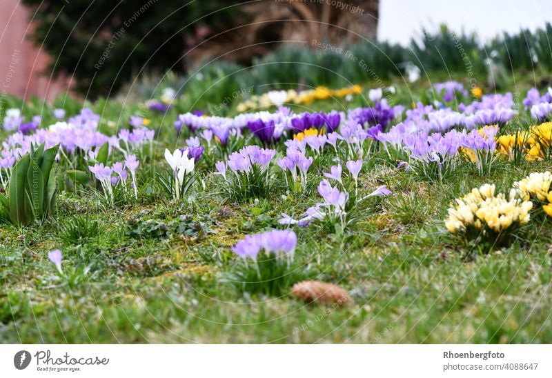 Numerous flowering crocuses in different colors Crocus Spring flowering plant onion flowers Onion Flower bulb variegated Weather Sun variety Garden Gardening