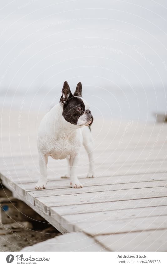 Cute dog on pier near sea beach french bulldog water pet waves canine friend gray dull moody shore coast ocean puppy domestic purebred pedigree adorable cute