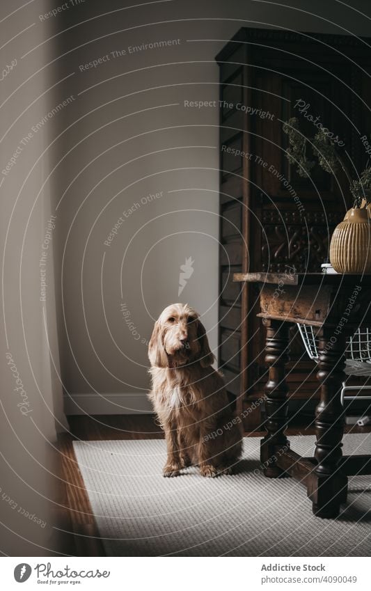 Old lonely dog sitting on carpet at home domestic sad canine doggy friend animal old adult moody alone tired bored sadness beautiful adorable cute pretty fur