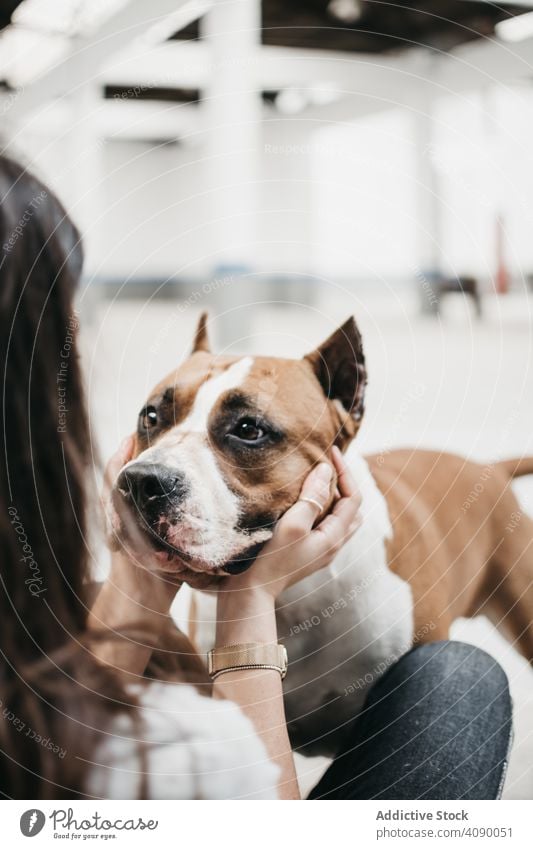 Young woman playing with adult beautiful domestic dog happy pet friend care love canine doggy animal female adorable cute pretty purebred breed mammal playful