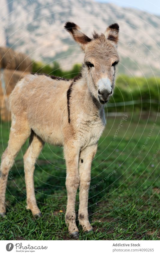 Goat grazing in field donkey countryside farm animal agriculture rural nature summer grass meadow cattle pasture village cute fun friendly mammal domestic herd