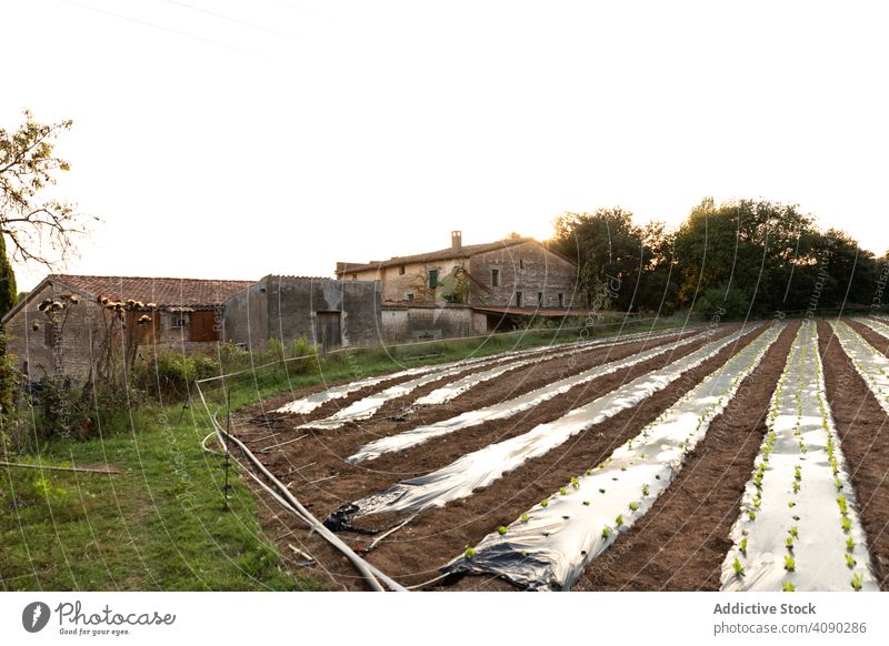 Landscape of countryside farm garden agriculture houses horticulture rural nature village grass bushes shrub trees field herb plant catalonia spain flora floral