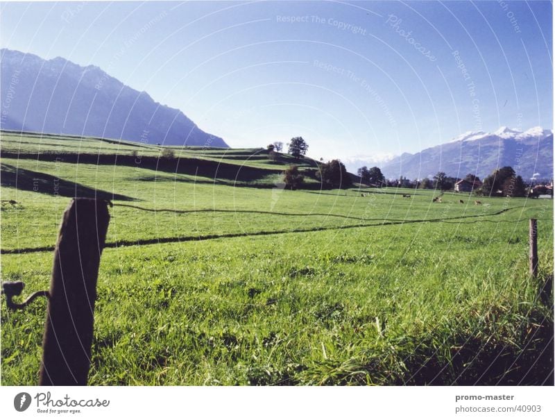 Idyllic Liechtenstein Meadow Field Pasture Lichtenstein Ash-tree Mountain