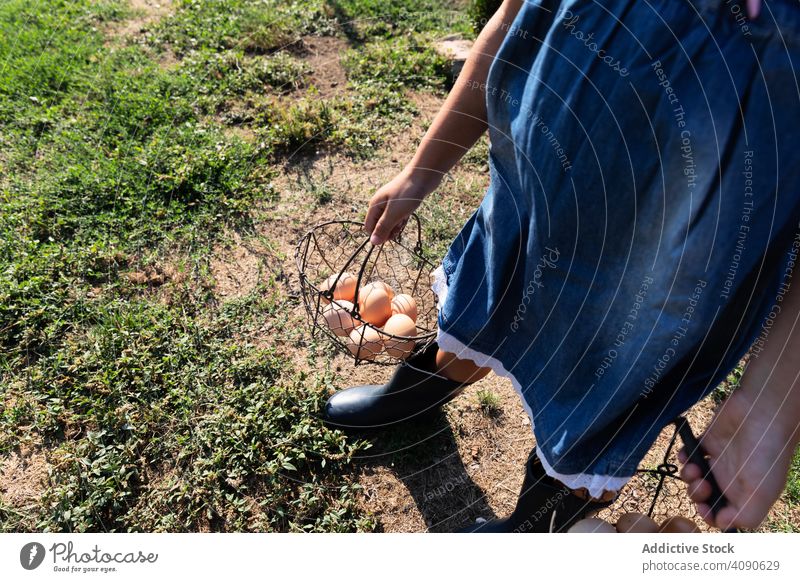 crop little girl carrying a eggs basket in farm cute food child kid healthy organic people grass holding caucasian happy childhood family hand fresh chicken