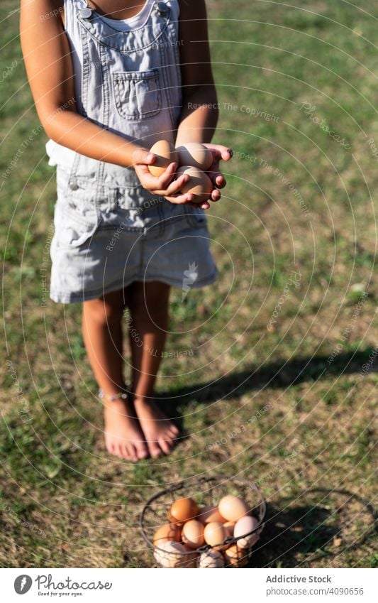 crop little girl carrying a eggs basket in farm cute food child kid healthy organic people grass holding caucasian happy childhood family hand fresh chicken