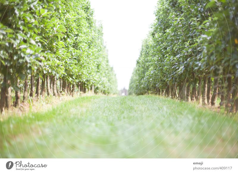 maze Environment Nature Landscape Spring Summer Beautiful weather Plant Tree Grass Natural Green Labyrinth Maze Agriculture Colour photo Exterior shot Deserted