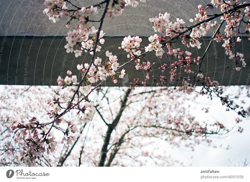 transience Cherry blossom Spring Blossom Tree Exterior shot Colour photo Nature Blossoming Pink Day Spring fever Cherry tree Beautiful weather Environment Sky