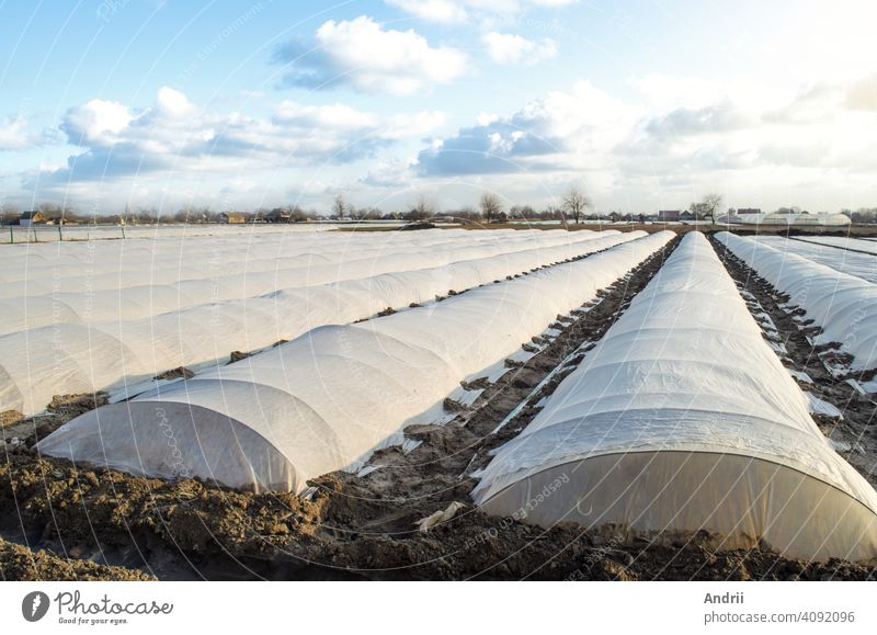 Planting potatoes under spunbond and membrane in a farm field. Create a greenhouse effect for care and protection of young plants from night frost. Earlier potatoes. Confronting an unstable climate.