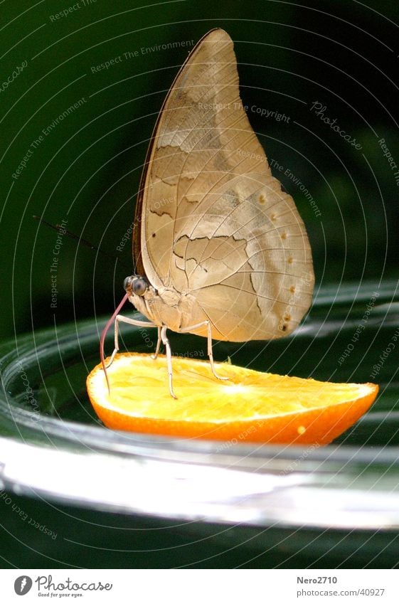 butterfly Butterfly Insect Close-up Macro (Extreme close-up) Orange