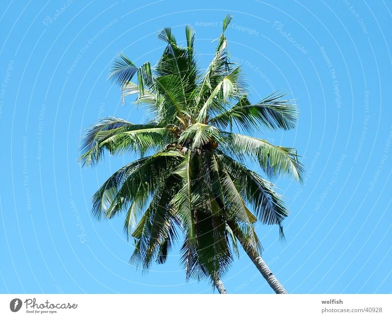 palm Palm tree Palm frond Treetop Asia Vacation & Travel Sky