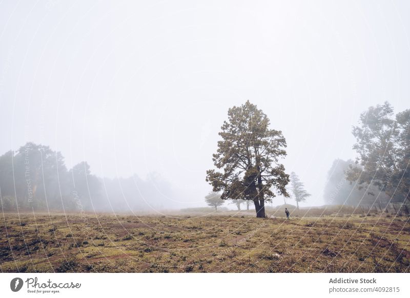 Hiker walking on foggy rural field hiker landscape traveler backpack spain tenerife countryside mysterious footpath tree cold wild hiking tourist trekking