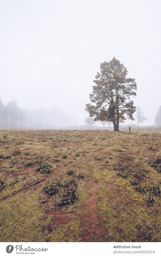 Hiker walking on foggy rural field hiker landscape traveler backpack spain tenerife countryside mysterious footpath tree cold wild hiking tourist trekking