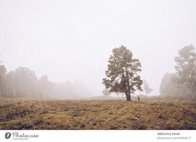 Hiker walking on foggy rural field hiker landscape traveler backpack spain tenerife countryside mysterious footpath tree cold wild hiking tourist trekking