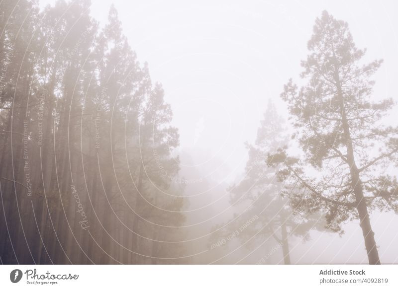 Tall trees in foggy day woods tall wet overcast tranquil mist thick forest nature spain tenerife travel solitude remote tourism trip peace journey view empty