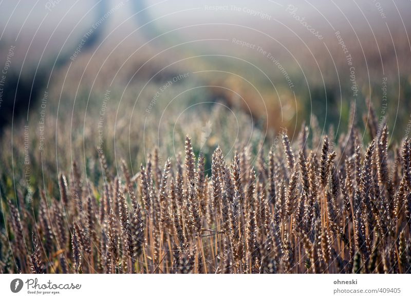 grain Agriculture Agricultural crop Grain Grain field Wheat Field Sustainability Growth Food Colour photo Subdued colour Exterior shot Copy Space top