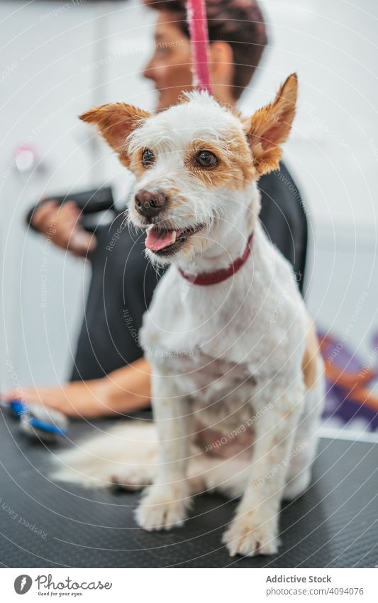 Happy dog on grooming table salon happy tongue stick out leash pet animal care treatment veterinarian visit wait loyal obedient fur service clean hygiene friend