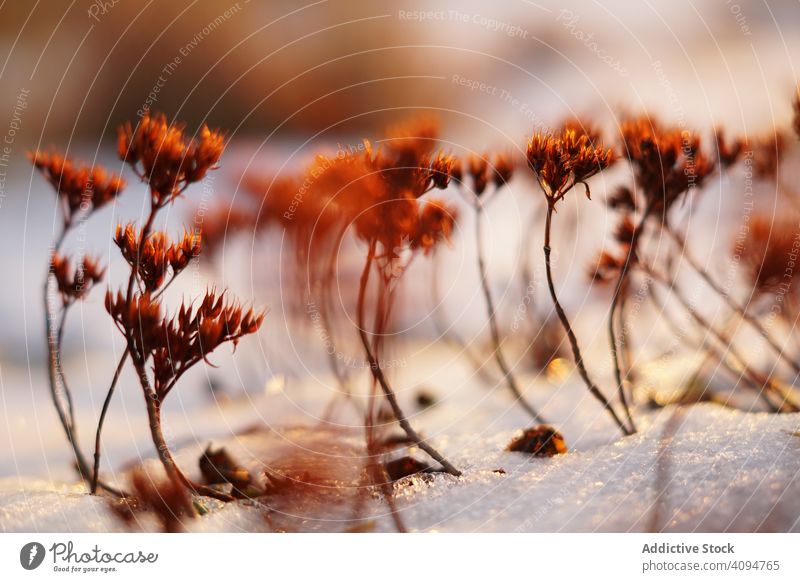 Orange flowers on meadow in winter plant snow field calm frozen vivid thin orange landscape silent nature season growth cold environment ice forest park weather