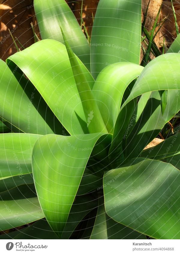 A large agave stands between numerous cacti. Agave Plant Foliage plant Tropical Tropical plant Green leaves Rosette Rosette plant Nature tropics Desert