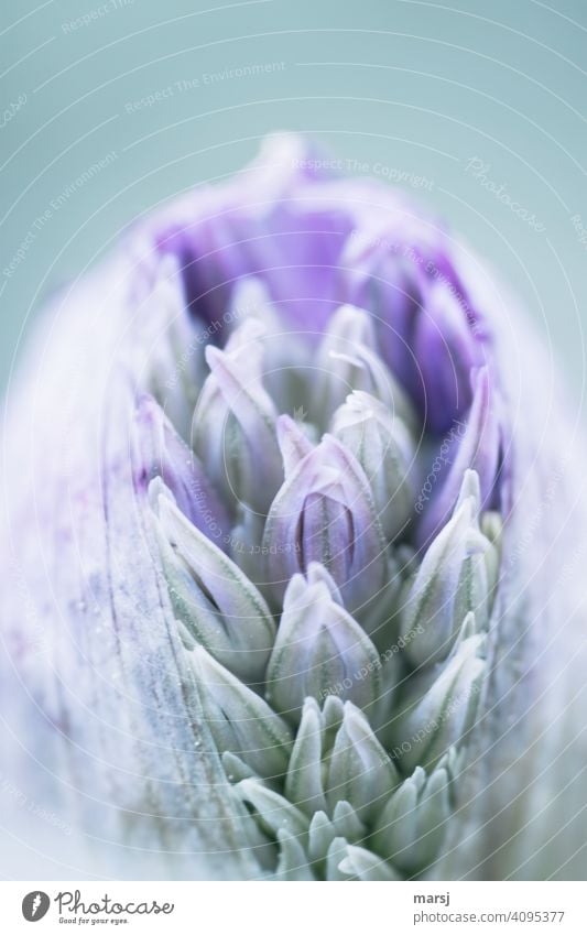 Bursting flower bud of the ornamental leek. The individual petals have yet to unfold. Bud Growth phase new life Energy guard sb./sth. Exceptional Plant Flower