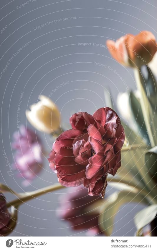 Macro shot of a tulips flowers bouquet Bouquet Tulip Spring Nature naturally Close-up Macro (Extreme close-up) red flower Plant leaves plants Romance Detail