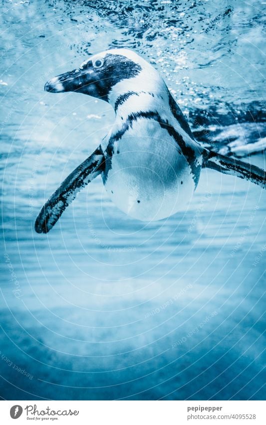 Humboldt penguin in the water Penguins Swimming & Bathing Animal Water Dive Aquarium Underwater photo Animal portrait Blue Ocean Wild animal Deserted Close-up