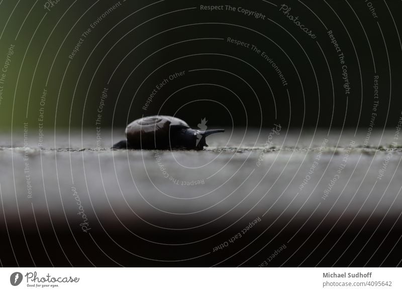 A little snail crawling across a wooden board at dawn. Crumpet Small Diminutive Animal Colour photo Feeler Slowly tranquillity Slimy shallow depth of field