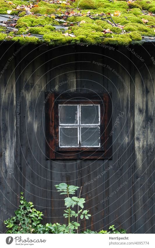 Wooden hut with window and mossy roof Exterior shot Window Facade Wooden house Hut Moss Carpet of moss moss-covered Old Patina Structures and shapes