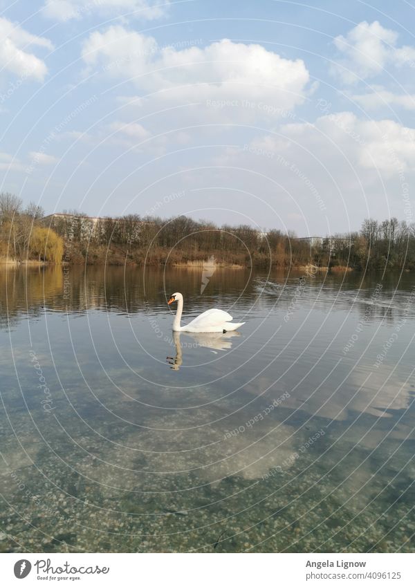 Lonely swan on the lake Swan water lake Idyll Lake Exterior shot Animal Nature nature photography Swimming & Bathing Reflection Colour photo Bird