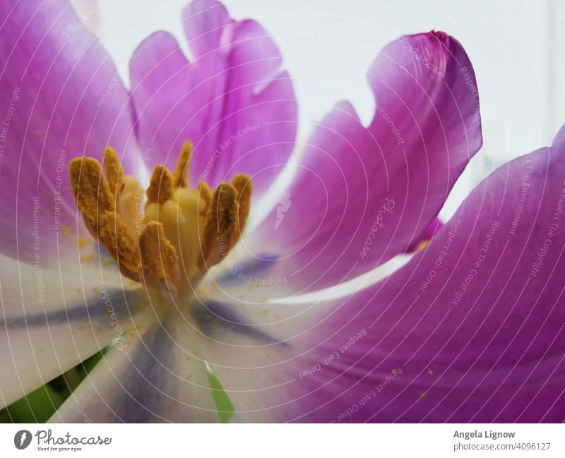 Tulip up close Flower Blossom Detail Close-up Macro (Extreme close-up) Violet Spring Blossom leave Plant Nature Interior shot