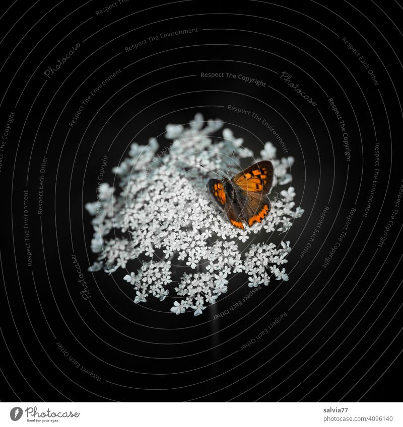 contrast | small fire butterfly enjoying the sun on a white umbel flower Butterfly Blossom Nature Contrast Apiaceae White black background Blossoming Flower