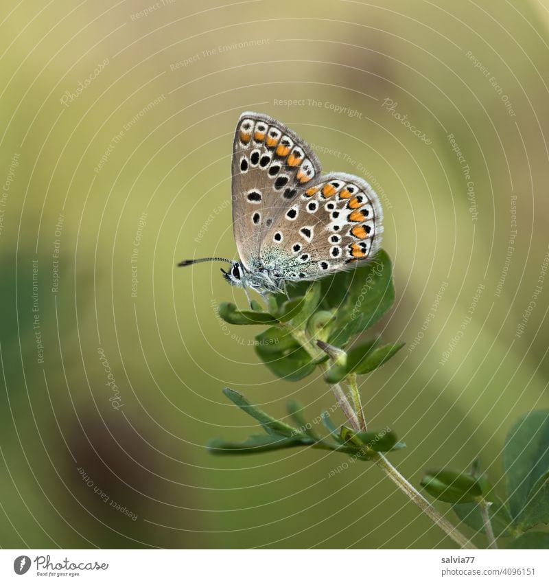 Bluebottle sitting on cloverleaf Nature Butterfly blue Plant Green Meadow Colour photo Macro (Extreme close-up) Close-up tranquillity Grand piano Insect Feeler