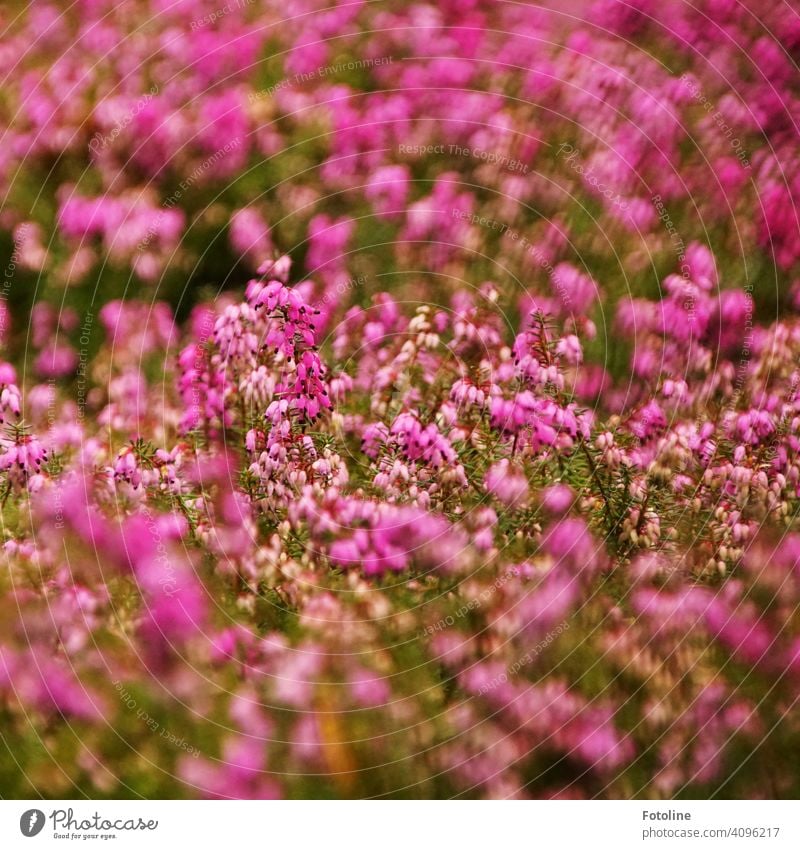 Bright pink erica flowers drive away the dreariness of the cemetery Erika Pink Plant Nature Blossom Flower pretty Blossoming Spring naturally Colour photo