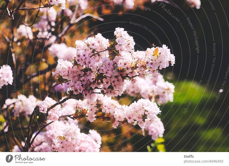 Ornamental cherry in the spring garden Pillar Cherry flowering cherry prunus Japanese flower cherry full bloom blossoming Cherry blossom spring blossoms heyday