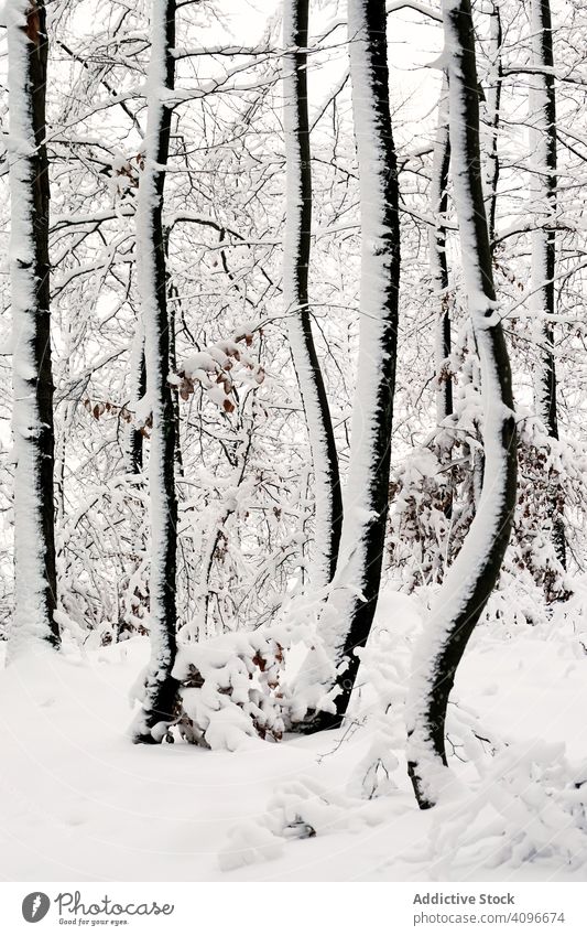 Winter forest with snowy trees leafless frozen frost winter woods quiet bended leaning norway tranquil nature silent landscape empty minimalist season weather