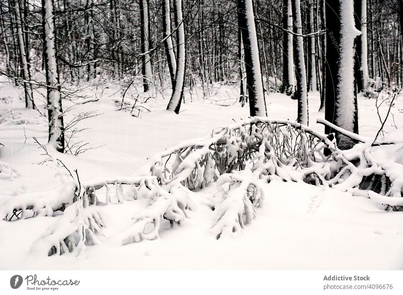 Winter forest with snowy trees leafless frozen frost winter woods quiet bended leaning norway tranquil nature silent landscape empty minimalist season weather