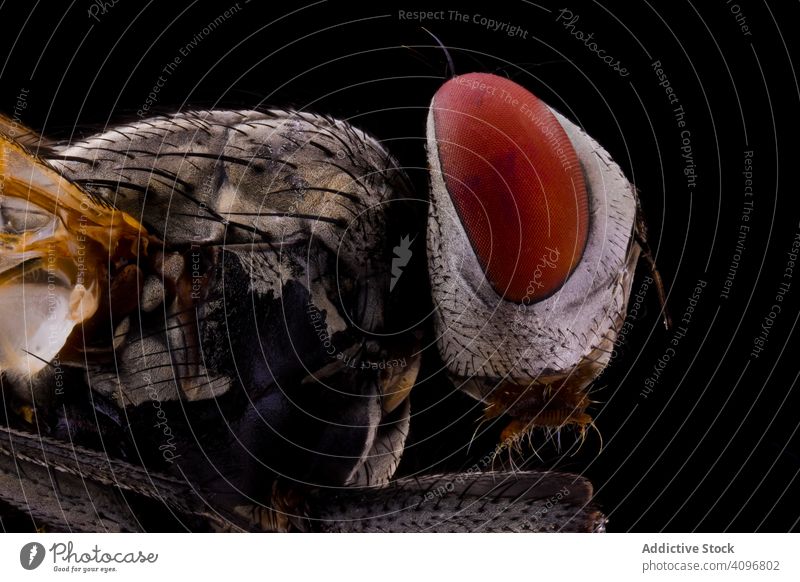 Furry brown flying insect multiply enlarged eye head macro nature detail magnification bug hairy parasite focus striped wild biology environment wildlife