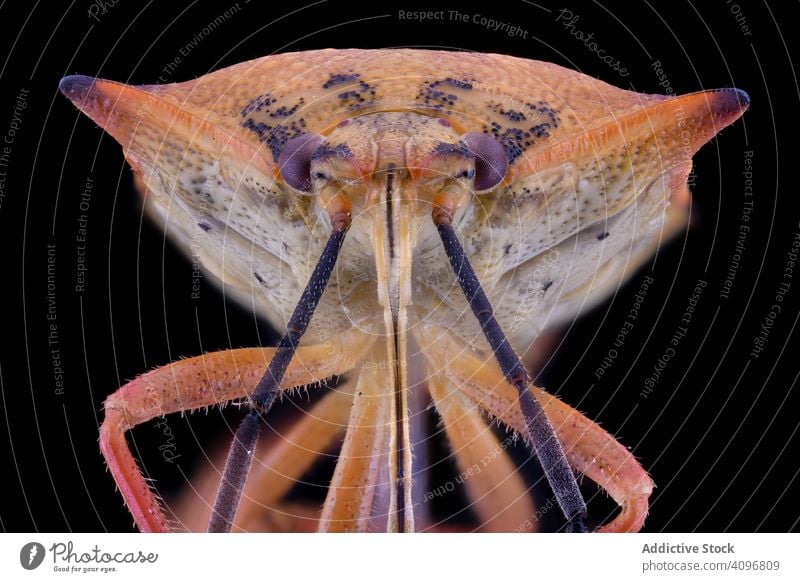 Bright flying insect with purple eyes and antennae head macro nature detail magnification bug hairy parasite focus striped creature wild biology environment