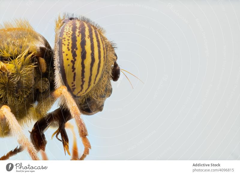 Repeatedly magnified head with eyes of fly macro nature insect detail magnification bug hairy parasite focus striped creature wild biology environment wildlife