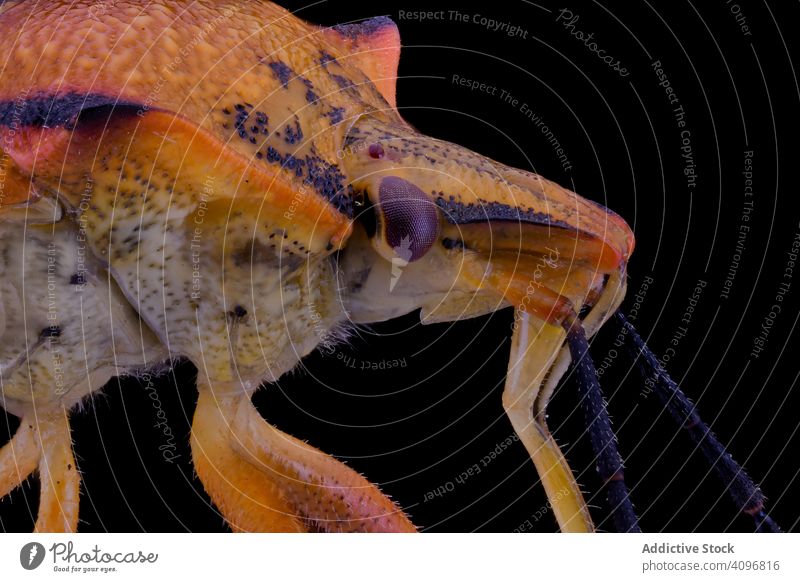 Colorful bright flying insect with purple eyes head macro nature detail magnification bug hairy parasite focus striped creature wild biology environment